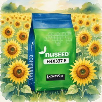 Семена подсолнечника Н4Х337 Е Nuseed (Под гранстар) 6704050002 фото