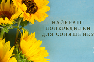 Найкращі попередники для соняшника: детальний огляд і рекомендації фото